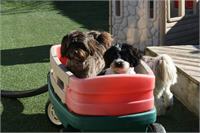 daycare pic 139 - charlie and gus in wagon